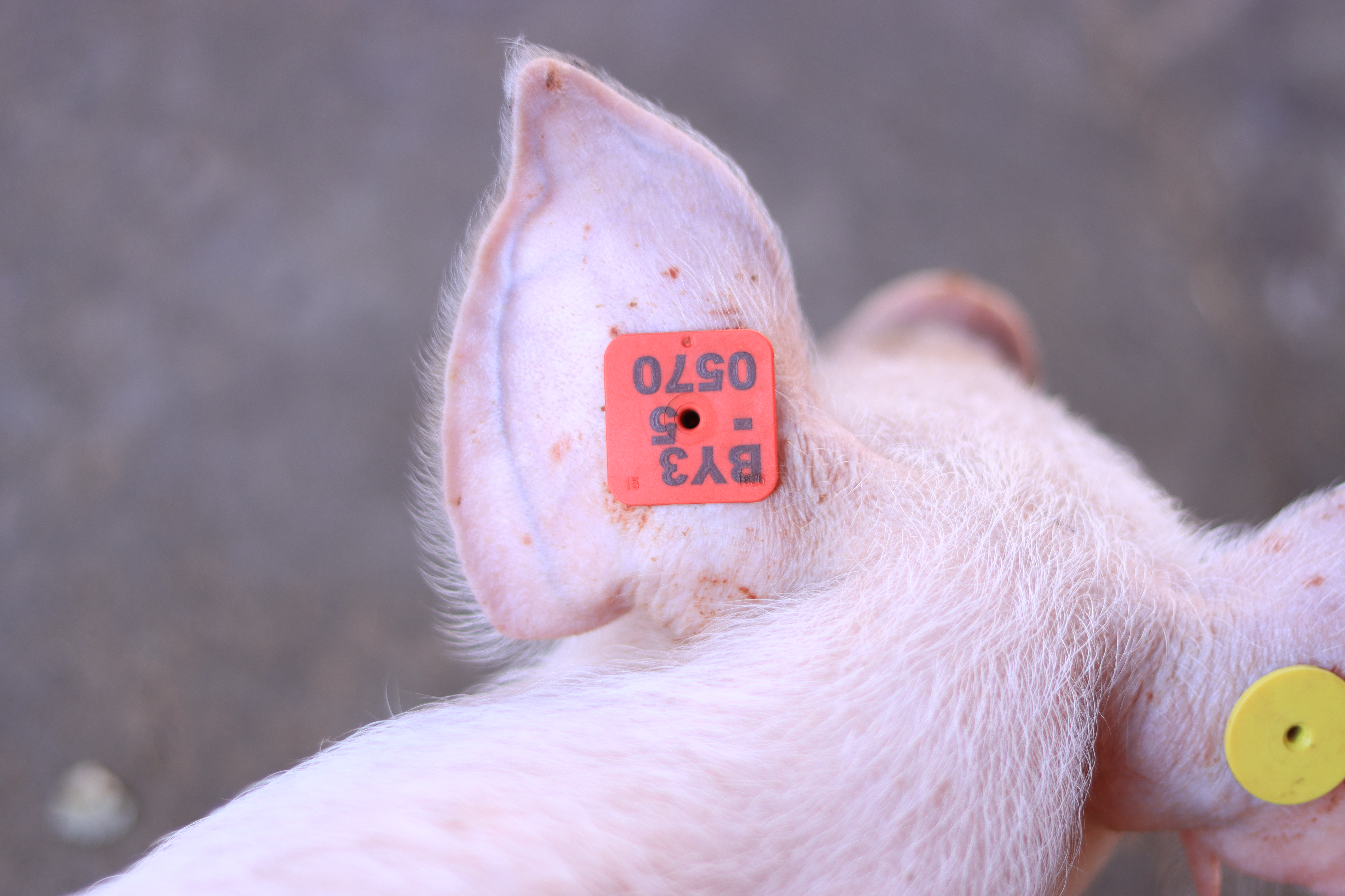 Pig ID Photo